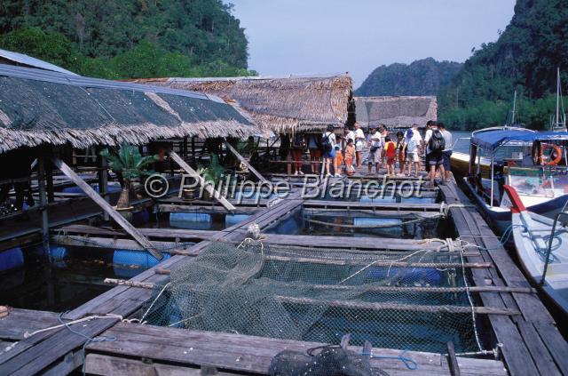 malaisie 11.JPG - Elevage de poissonsFish farmIles LangkawiMalaisie